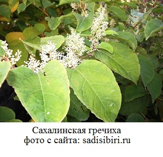фото Сахалинская гречиха 